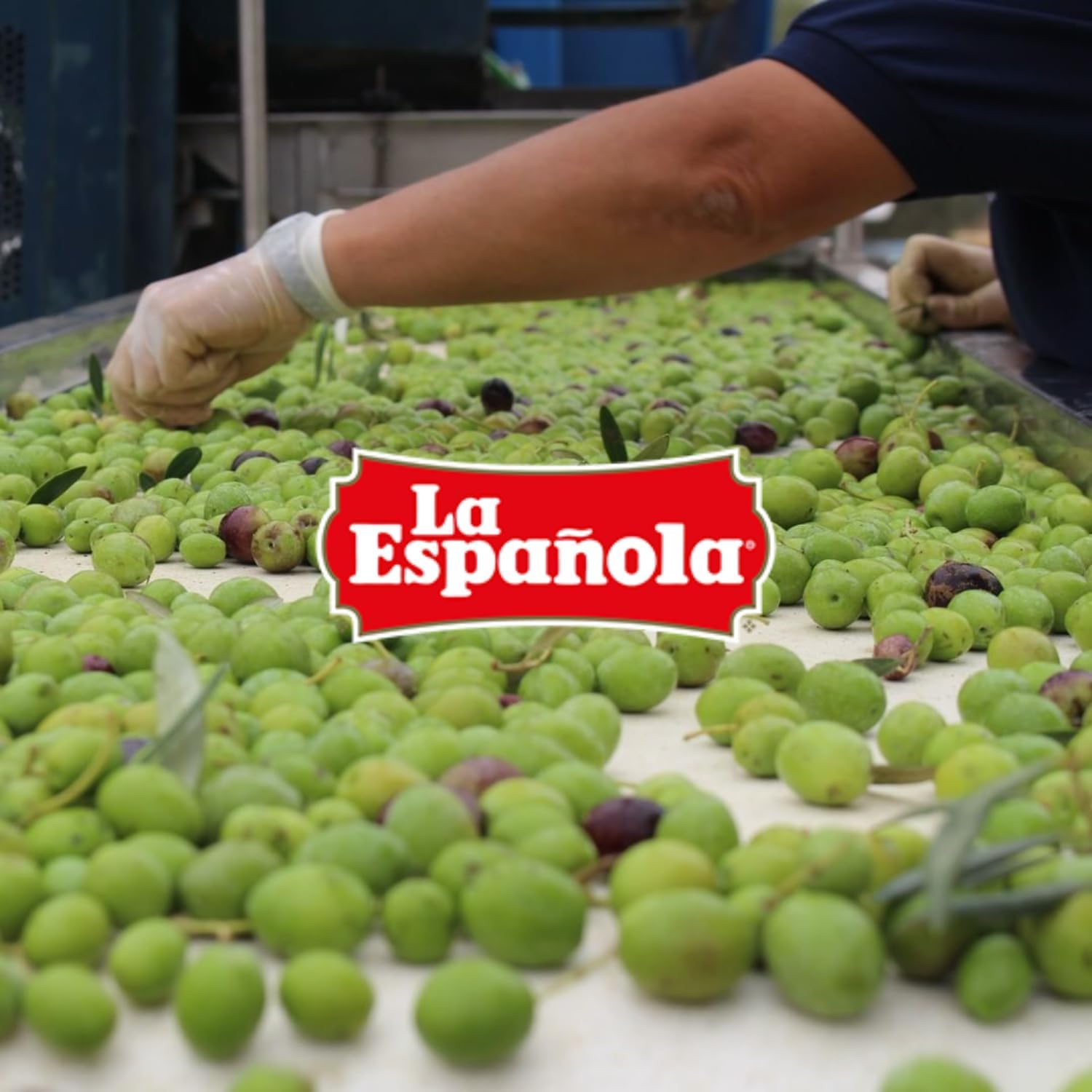 Sélection des olives à la main
